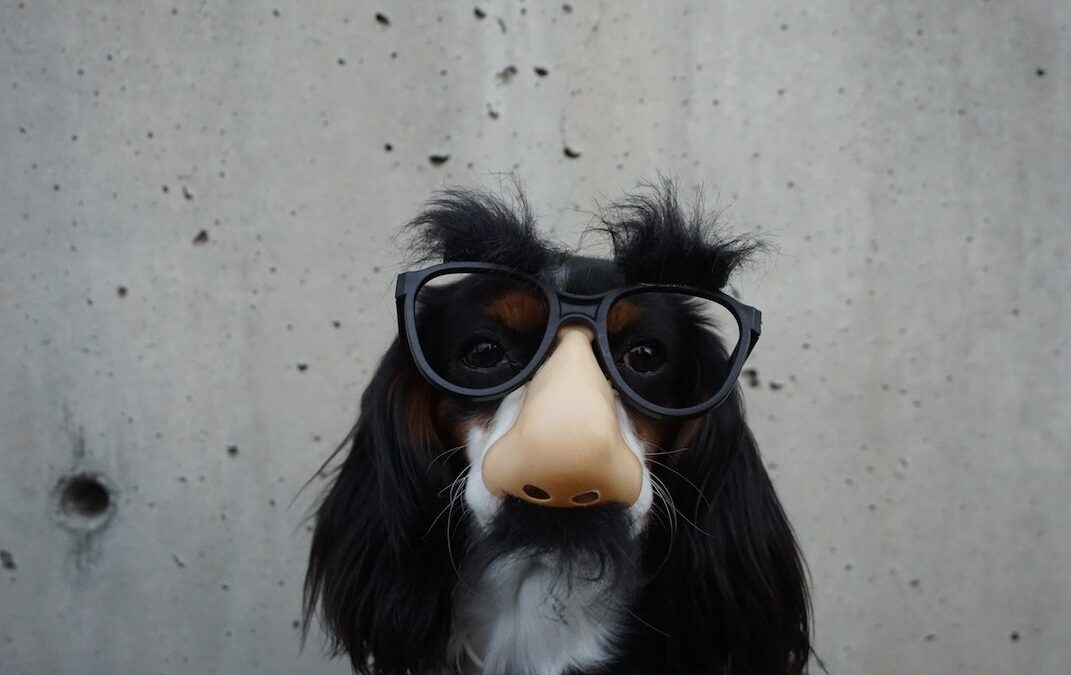 dog wearing glasses and fake nose, april fools