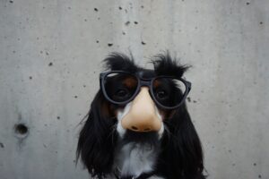dog wearing glasses and fake nose, april fools